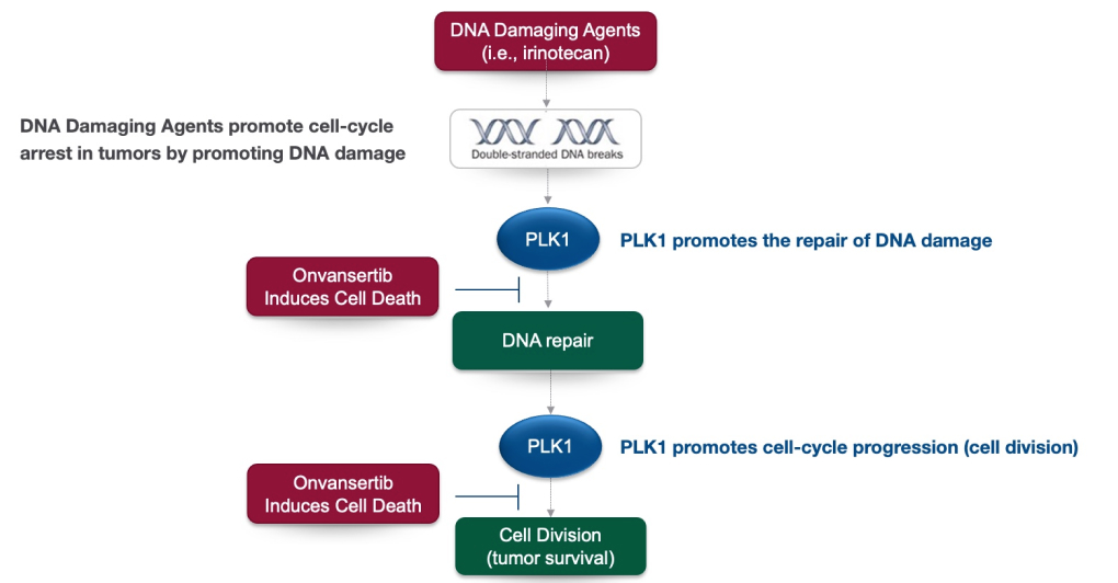 Onvansertib, A PLK1 Inhibitor | Cardiff Oncology