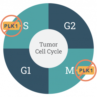 tumor cell cycle